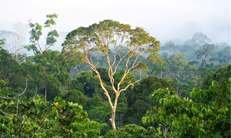 Large tree in a rainforest