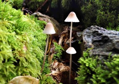 Bi-no-diversity: Another COP out for nature – COPCAS 2023 Student Blog