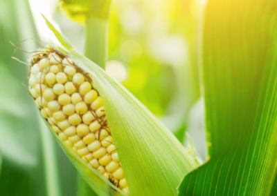 Risk Mitigation for Smallholder Farmers in Bangladesh