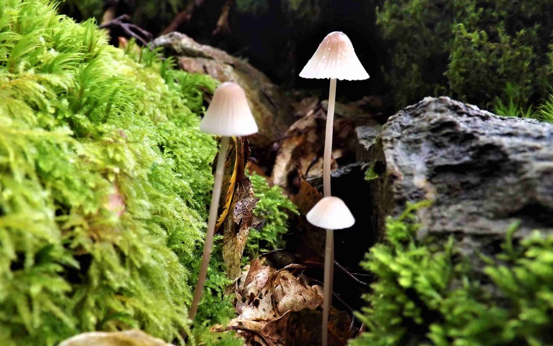 Bi-no-diversity: Another COP out for nature  – COPCAS 2023 Student Blog