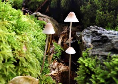 Bi-no-diversity: Another COP out for nature  – COPCAS 2023 Student Blog