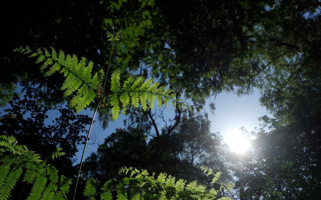 Now that COP28 is over what do we do with all the climate negativity? – COPCAS 2023 Student Blog