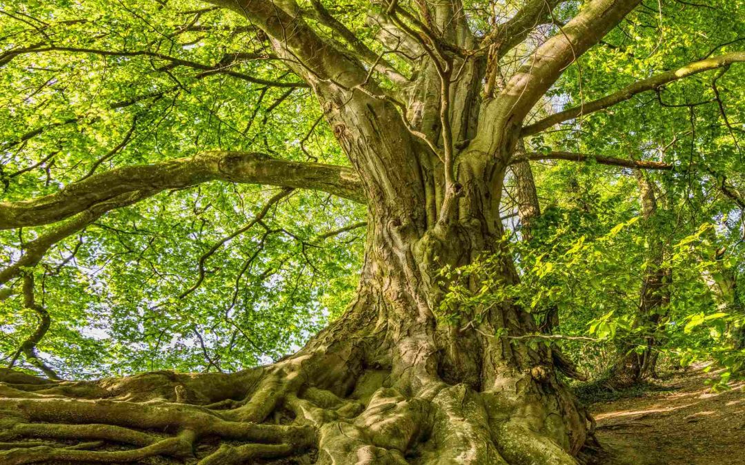 The Walker Institute, proud to be a ‘My Climate Risk’ hub